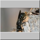 Heriades truncorum - Loecherbiene w07a 6mm - OS-Insektenhotel det.jpg